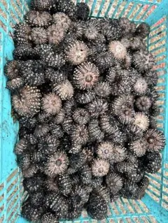 りく様専用ガンガゼ350個　石鯛餌用　小〜中サイズ石鯛餌用のガンガゼです。