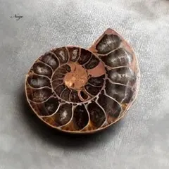 2026年最新】化石 オパール化 アンモナイトの人気アイテム - メルカリ