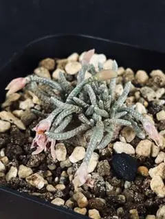 ktmボタニカル様用　特大　発根済み　アボニア 2025年最新】アボニアの人気アイテム - メルカリ