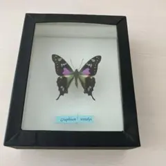 2025年最新】蝶標本の人気アイテム - メルカリ