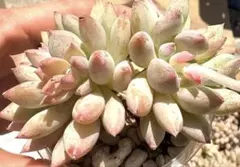 銀天女×ベビーフィンガー 実生苗 多肉植物 エケベリア 多肉植物 銀天女×ベビーフィンガー【抜き苗】 - メルカリ