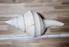 特大44㎝アラフラオオニシ法螺貝　ほら貝　ホラガイ❣️爆音です(^.^)♪♪ 特大44㎝アラフラオオニシ法螺貝 ほら貝 ホラガイ❣️爆音です