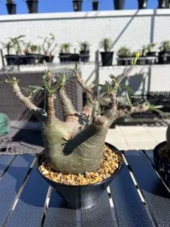 パキポディウム グラキリス 塊根植物 コーデックス
