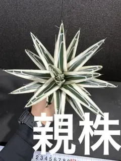 EMP アガベ 笹の雪 氷山 / AG547 EMP アガベ 笹の雪 氷山 / AG547 EMP アガベ 笹の雪 氷山 / AG547