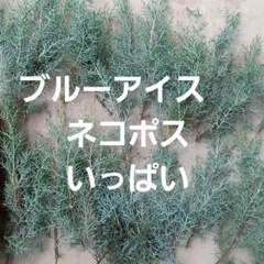 ブルーアイスコニファー　ヒノキ科常緑樹の枝 青緑色　リース材料