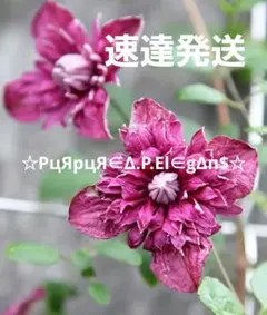 つぼみ付き 八重咲きクレマチス カエン 火炎 苗 鉢花 - メルカリ