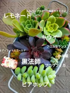 でらっくすꔛ‬せっとのサムネイル