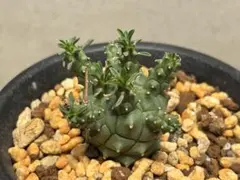 2026年最新】ユーフォルビアデセプタの人気アイテム - メルカリ