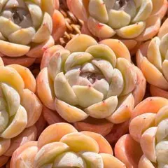 新入荷 大人気 多肉植物 エケベリア 餅どら 超美苗 レア種