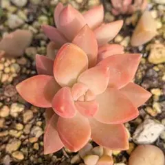 sakaku様 リクエスト 2点 まとめ商品