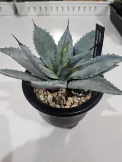 《即購入OK！》4makm様 リクエスト 2点 まとめ商品