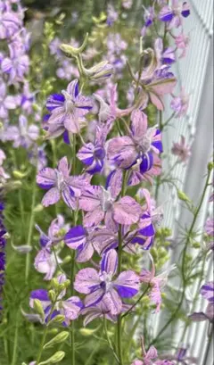 もずく様 リクエスト 2点 まとめ商品