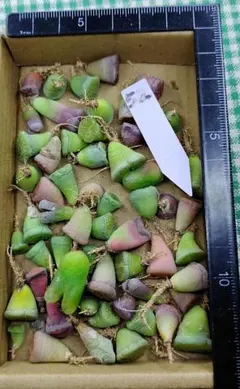 は*つ様 規格外、訳ありセール　50玉　セット　多肉植物リトープス/コノフィツム