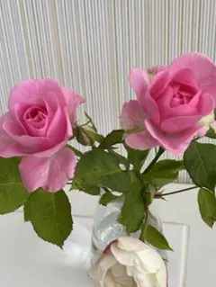 2026年最新】薔薇挿し木苗の人気アイテム - メルカリ