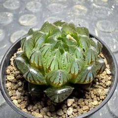 多肉植物 ハオルチア エメラルドLED変異種 太陽の恋人 - メルカリ