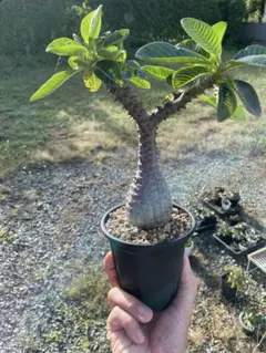 超巨大 パキポディウム バロニー 大株 塊根植物 - メルカリ