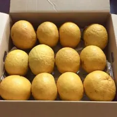 農薬不使用 甘夏みかん 約10キロ 箱込み 甘夏 木成り完熟のサムネイル