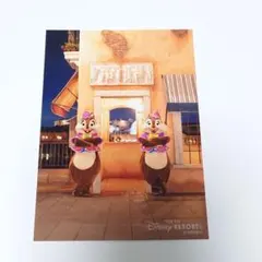 TDS チップとデール スペフォ