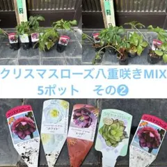 ガーデン様 リクエスト 2点 まとめ商品