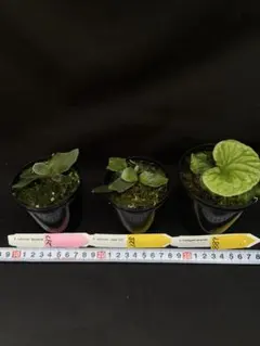 2025年最新】jade girlの人気アイテム - メルカリ