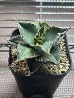 アガベ オテロイ シエラミクスティカ 小〜中株(検 大白鯊 清櫻 皇冠 Yahoo!オークション -「アガベ シエラミクスティカ」の落札相場