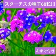 2026年最新】スターチス 苗の人気アイテム - メルカリ