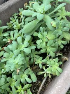 多肉植物　薄化粧　カット苗　5カット送ります　セットセダム