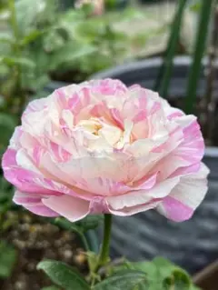 奇跡のバラ「カメオ」花付き接木苗 大株6号鉢 芳香種・希少品種 花木