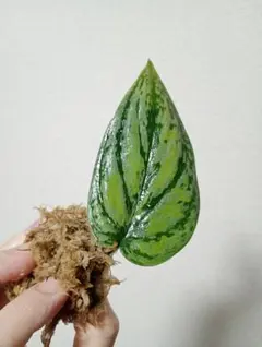 2026年最新】スキンダプサスの人気アイテム - メルカリ