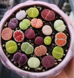 2025年最新】サボテンの人気アイテム - メルカリ