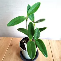 モコ様 リクエスト 2点 まとめ商品