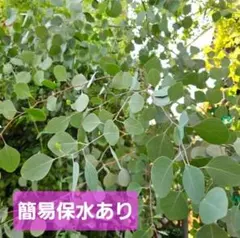 ユーカリ ポポラス 80サイズ - メルカリ