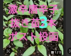 激辛唐辛子苗「美馬(みま)から唐辛子」希少品種 3本 抜き苗 ポスト投