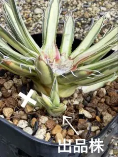 ☆専用☆ 多肉植物 カランコエ もふもふ兎シリーズ♡ リクエスト3兎