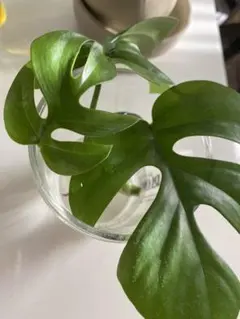 Peko様専用•*¨*•.¸♬︎