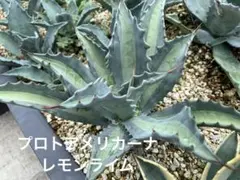 アガベ ドライガーデン最強 極上 大人気5種セット 特選 大特価 中株