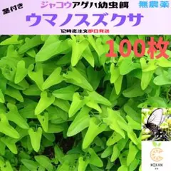 ウマノスズクサ 枝葉80枚 ジャコウアゲハ幼虫 餌 - メルカリ