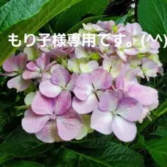 もり子様専用です。(^^)紫陽花挿し木苗…アフロな紫陽花１本