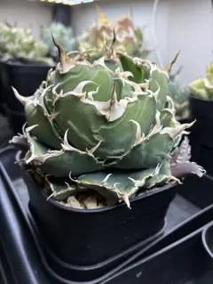 レア特価【CG産】アガベ チタノタ シチリア スパチタ カクタスグリーン