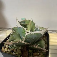 2025年最新】大白鯊 lizeの人気アイテム - メルカリ