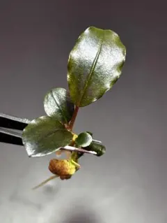 2026年最新】bucephalandra 水の国の人気アイテム - メルカリ