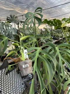 16イッサ様 リクエスト 3点 まとめ商品