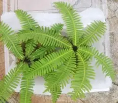 みちくさしてます様専用商品