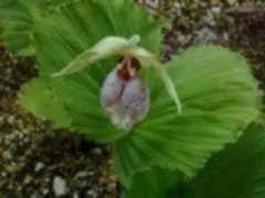 2025年最新】クマガイソウの人気アイテム - メルカリ