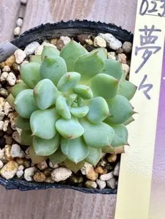 多肉植物 夢々（ミックスベリア）札は付きません - メルカリ