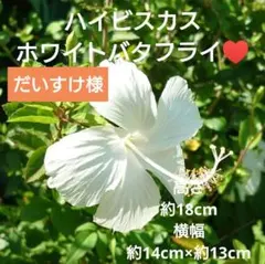 速達！だいすけ様 リクエスト 2点 まとめ商品
