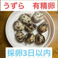 5個