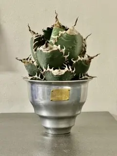 2025年最新】スーパーチタノタの人気アイテム - メルカリ