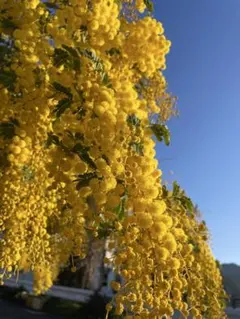 Uma（house）様専用 フレッシュミモザ　スペクタビリス80サイズ