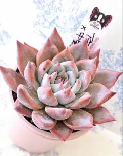 【ルイパパさん苗】ポルボローネ実生【札付き】希少苗 2025年最新】ルイパパさん苗の人気アイテム - メルカリ